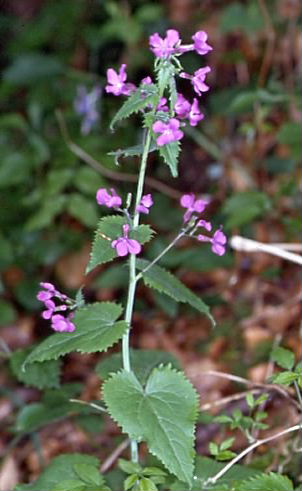 Lunaria annua 1