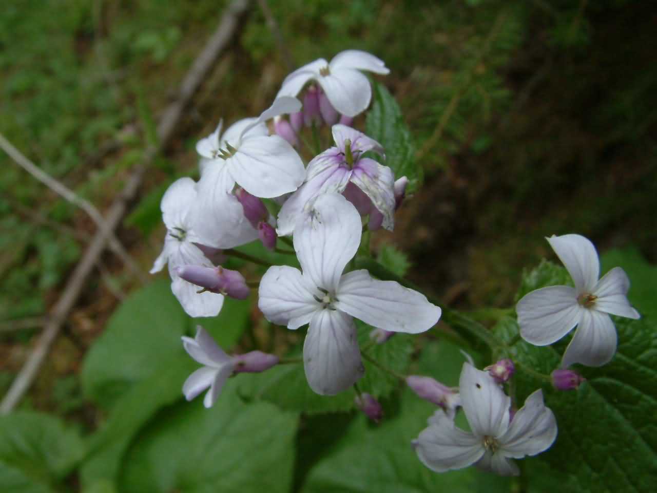 Lunaria rediviva 2