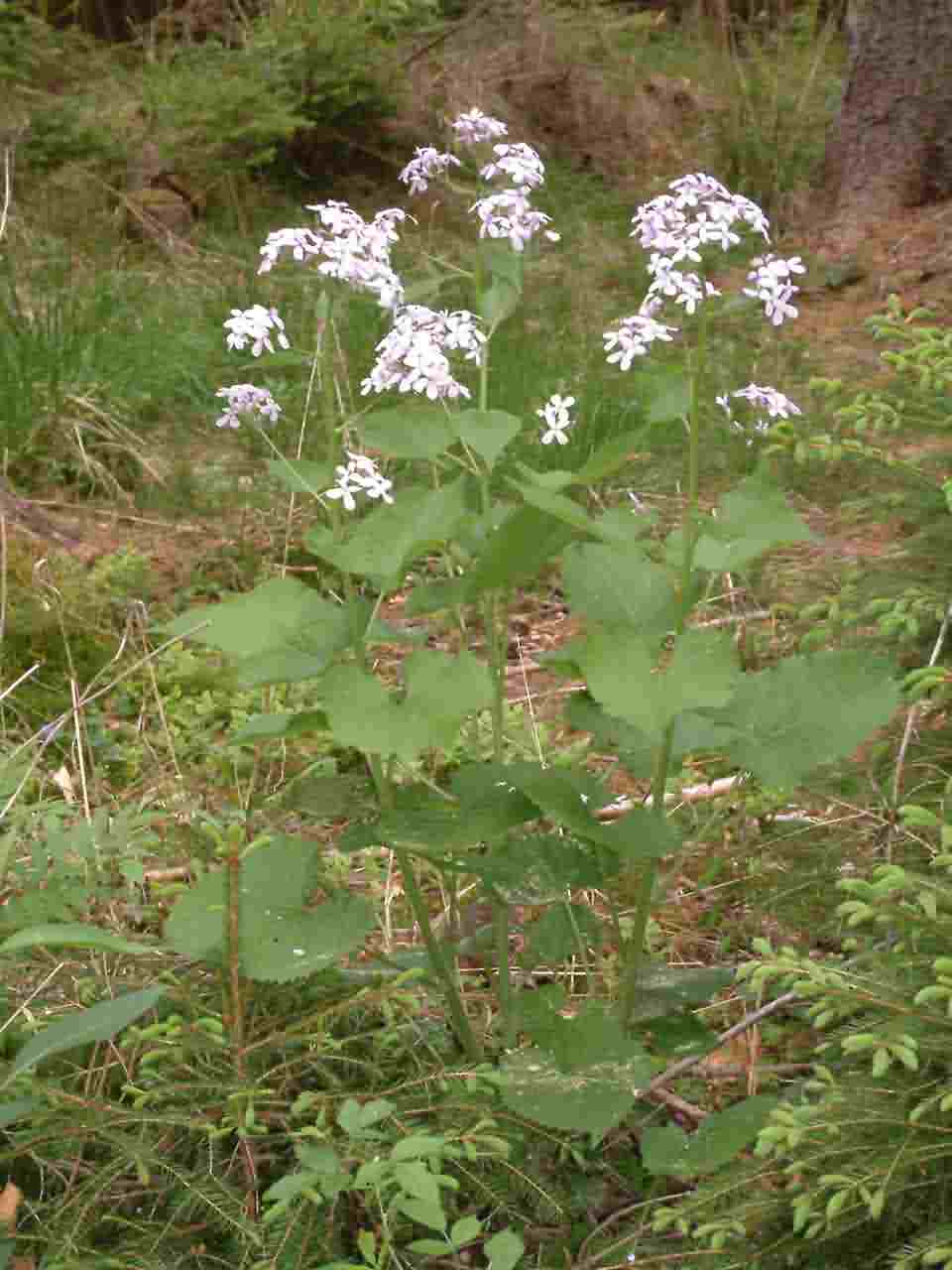 Lunaria rediviva 1 