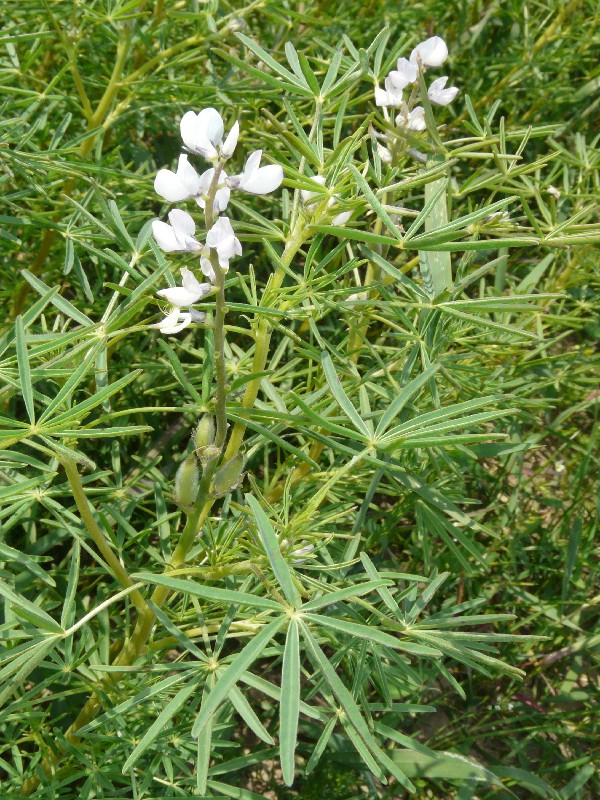 Lupinus angustifolius 1