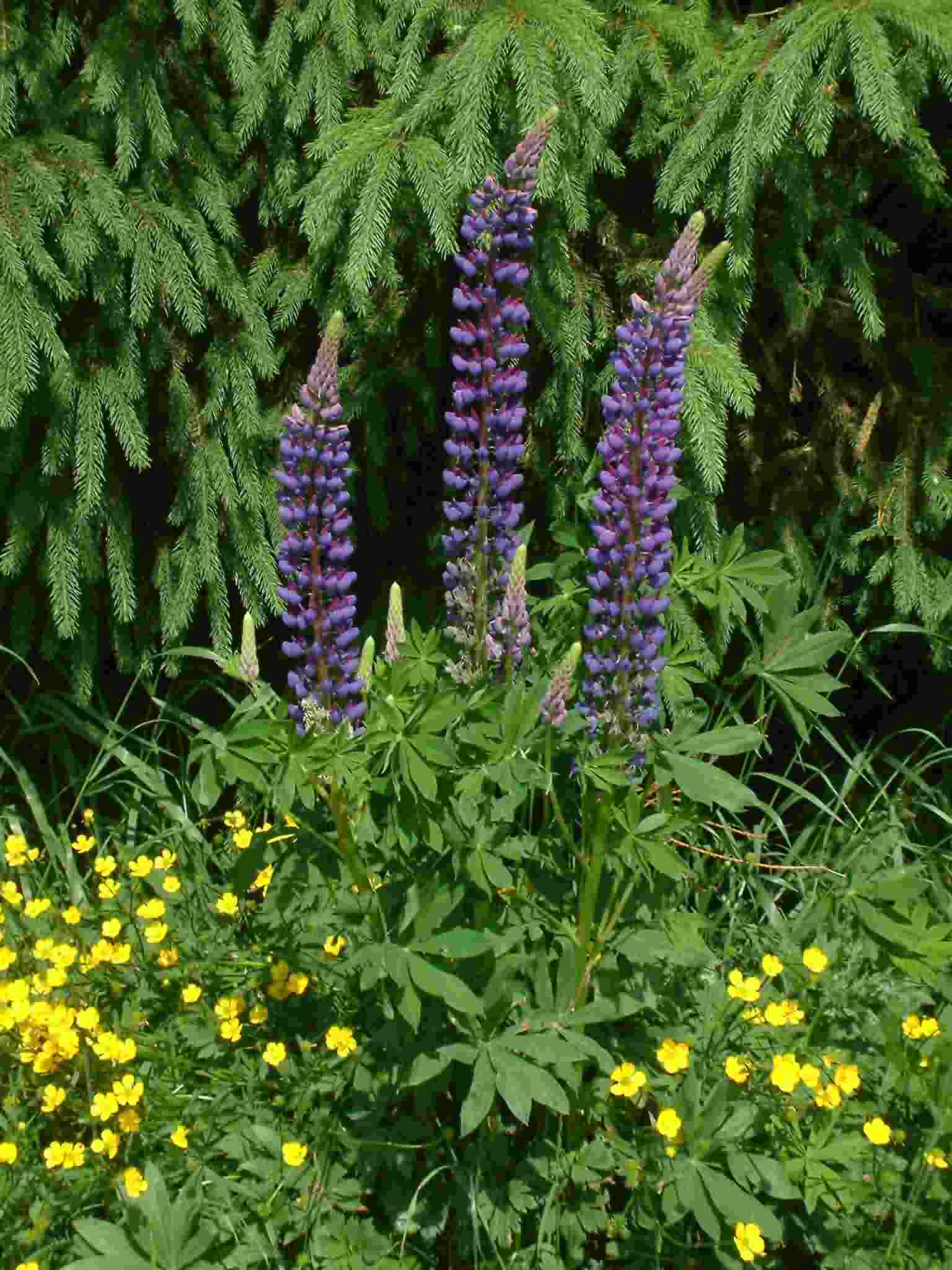 Lupinus polyphyllus 1