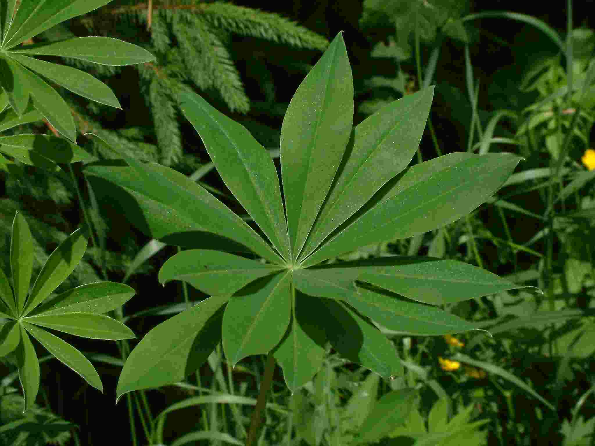 Lupinus polyphyllus 3