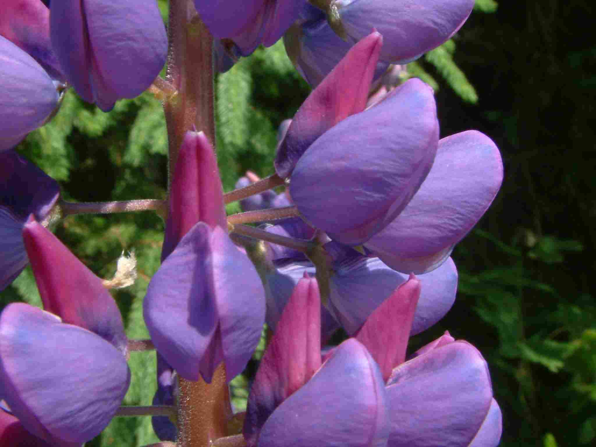 Lupinus polyphyllus 2