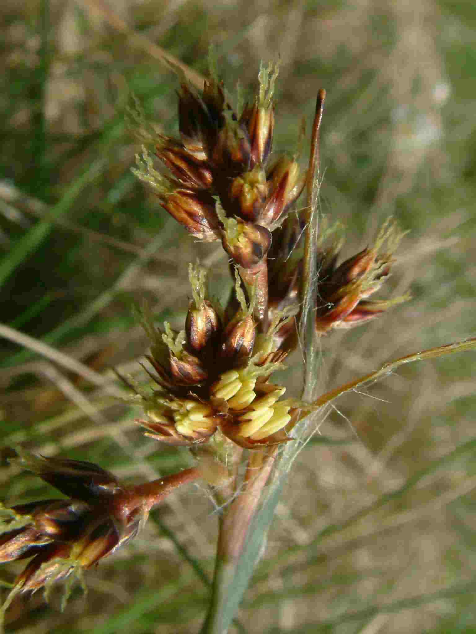 Luzula campestris 2