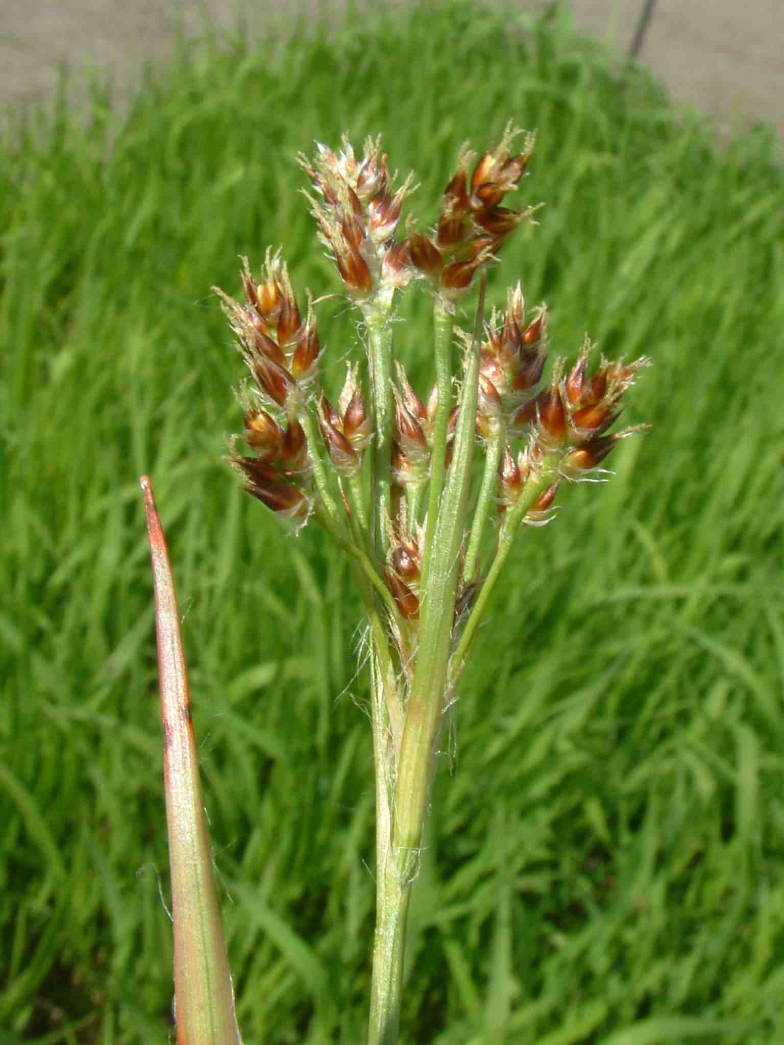 Luzula multiflora 2