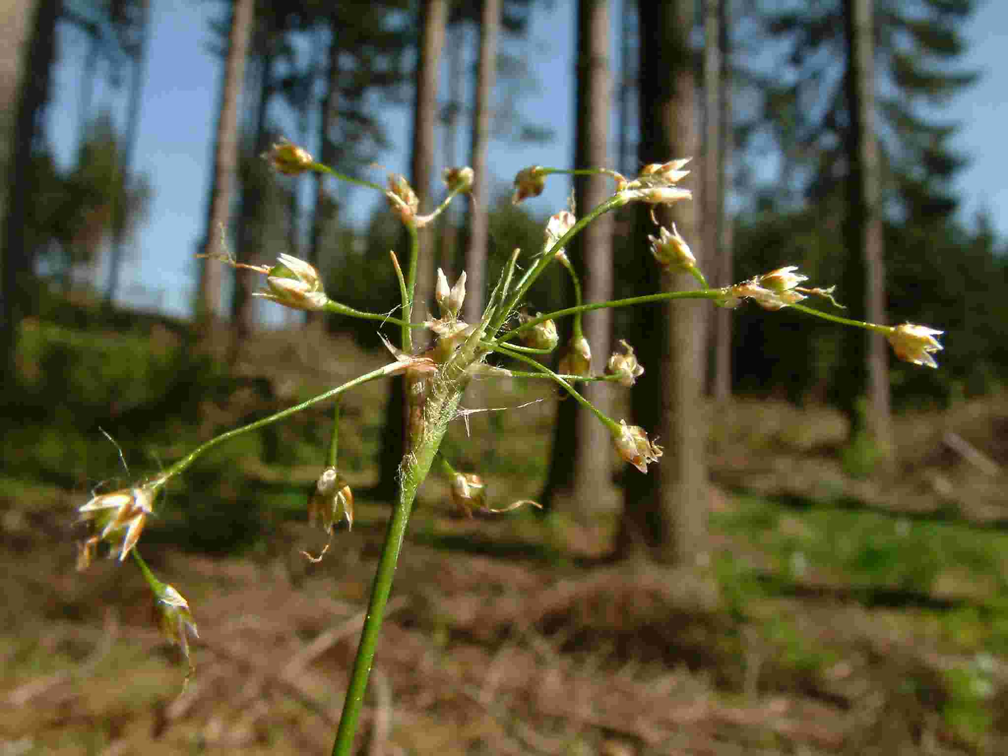 Luzula pilosa 2