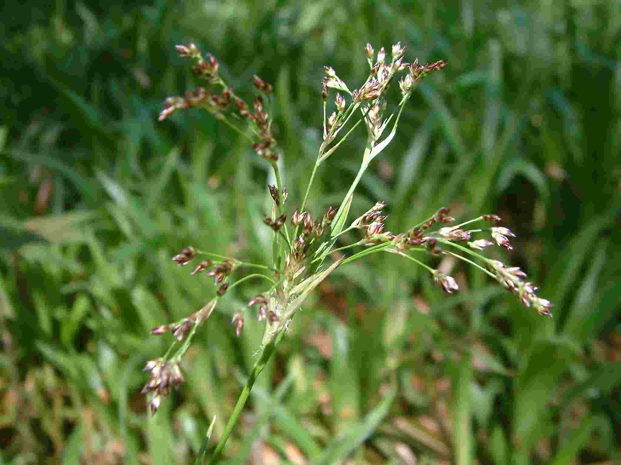 Luzula sylvatica 2