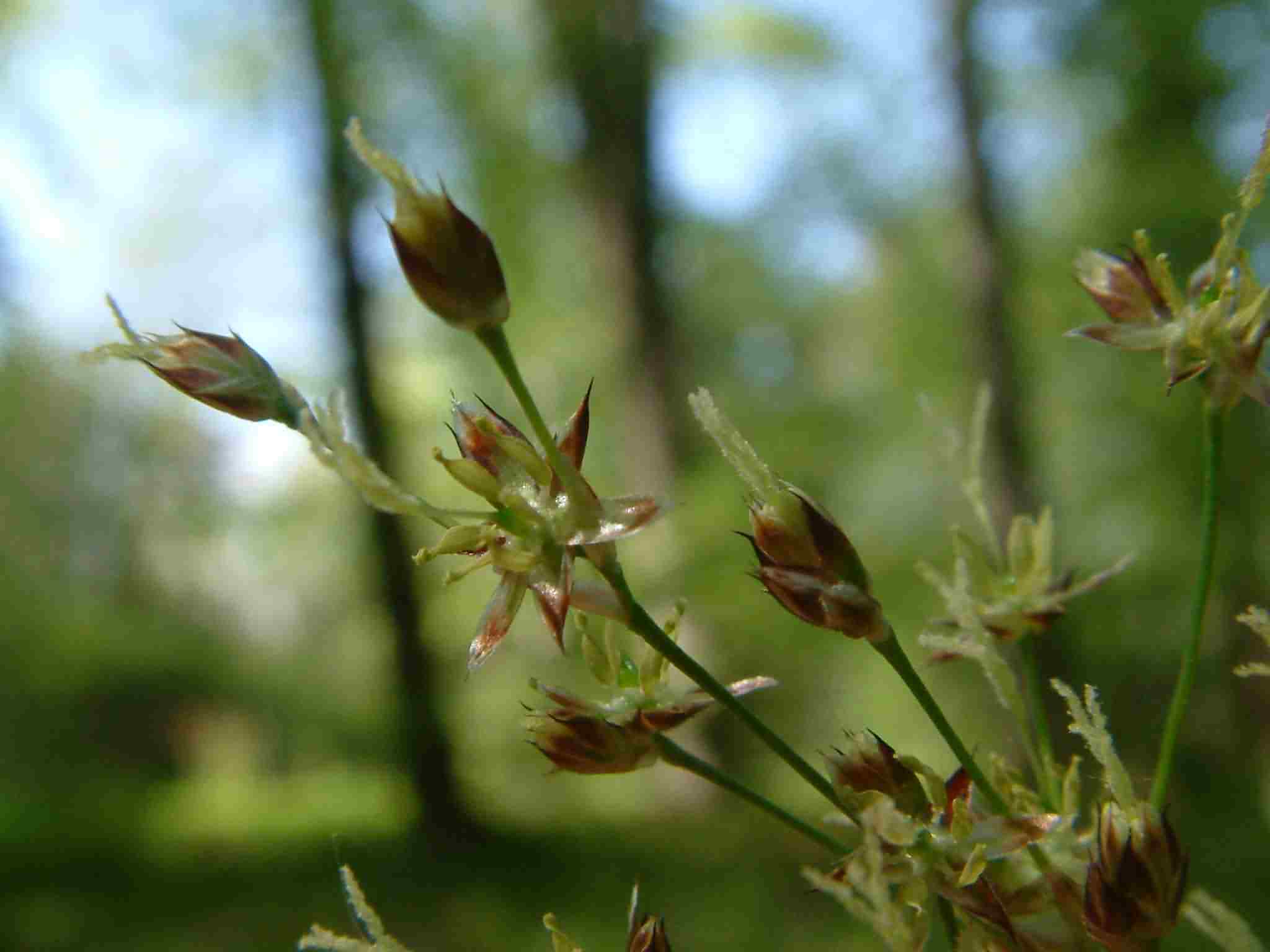 Luzula sylvatica 3