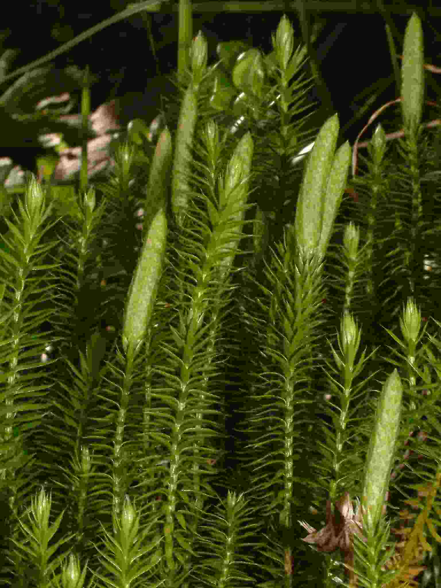 Lycopodium annotinum 1