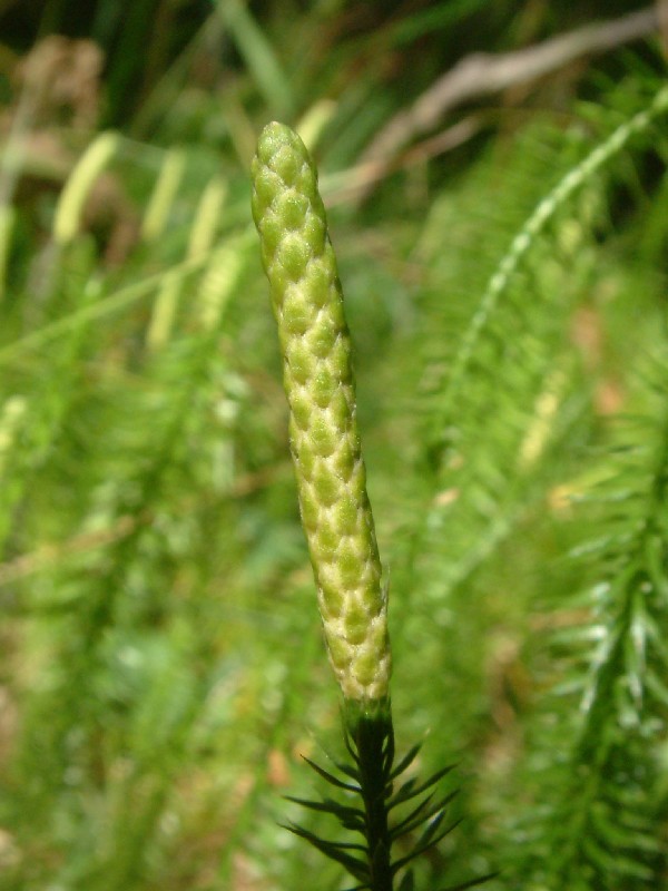 Lycopodium annotinum 2