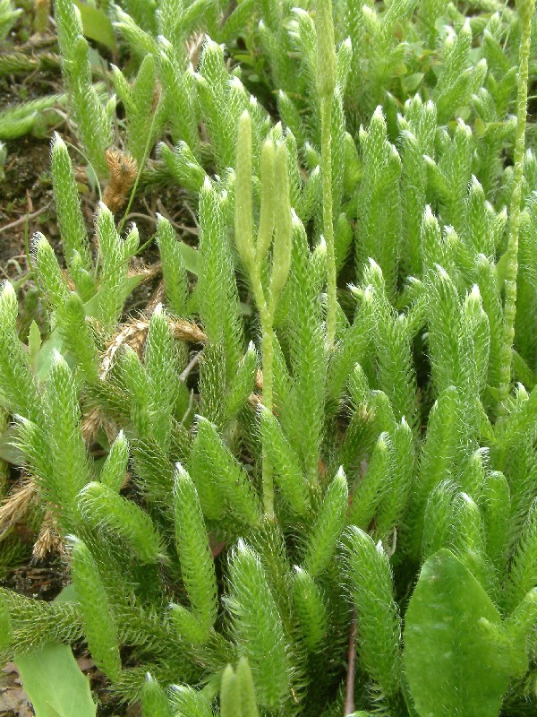 Lycopodium clavatum 2