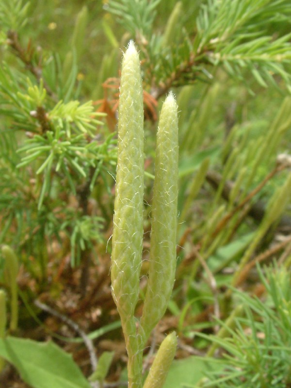 Lycopodium clavatum 3