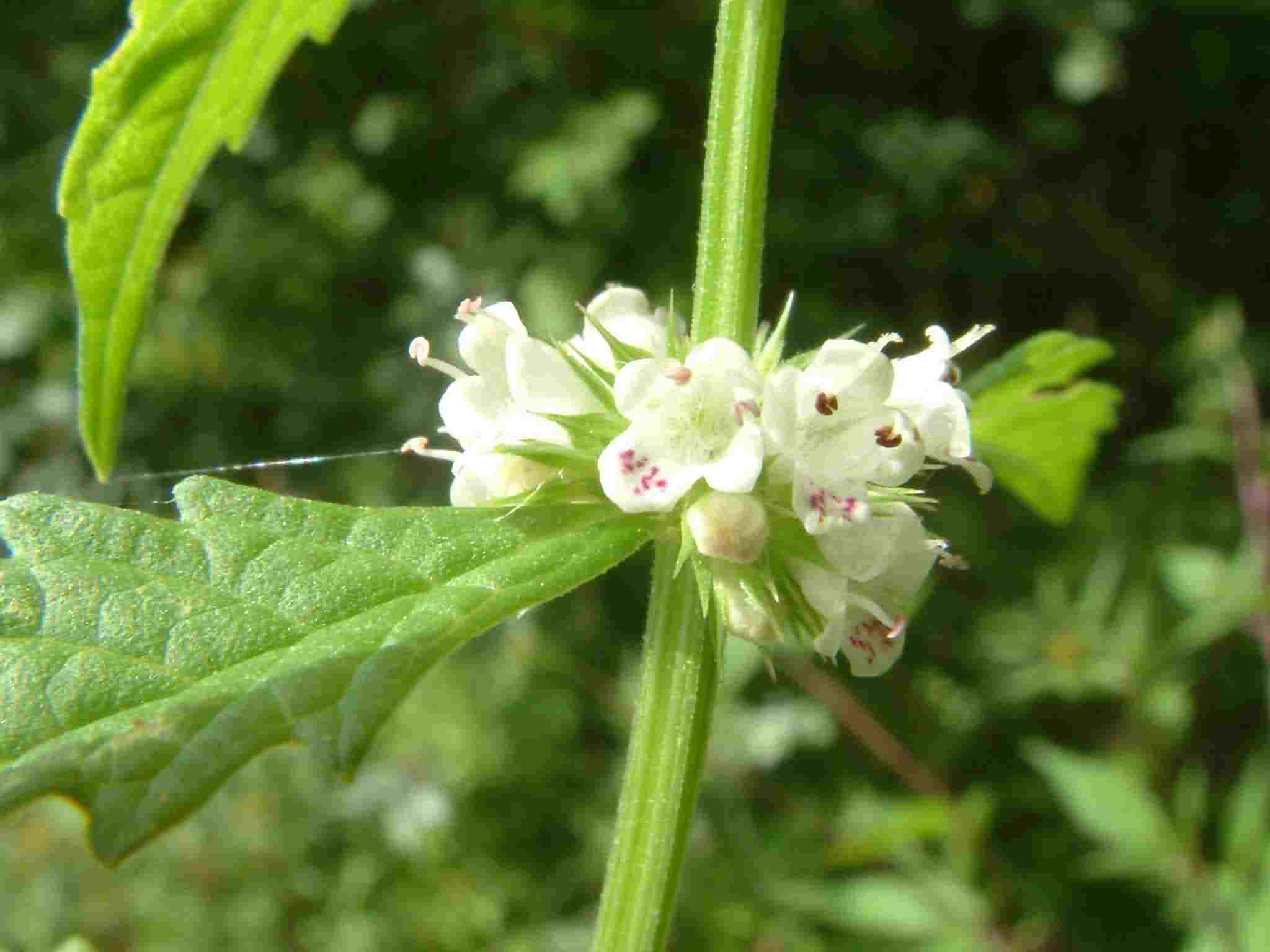 Lycopus europaeus 2