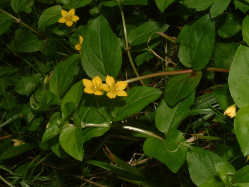 Lysimachia nemorum 1