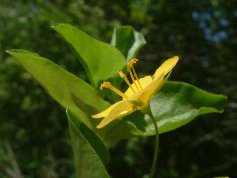 Lysimachia nemorum 3