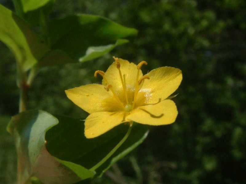 Lysimachia nemorum 2