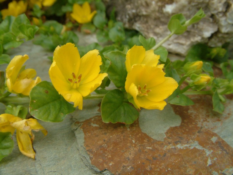 Lysimachia nummularia 2