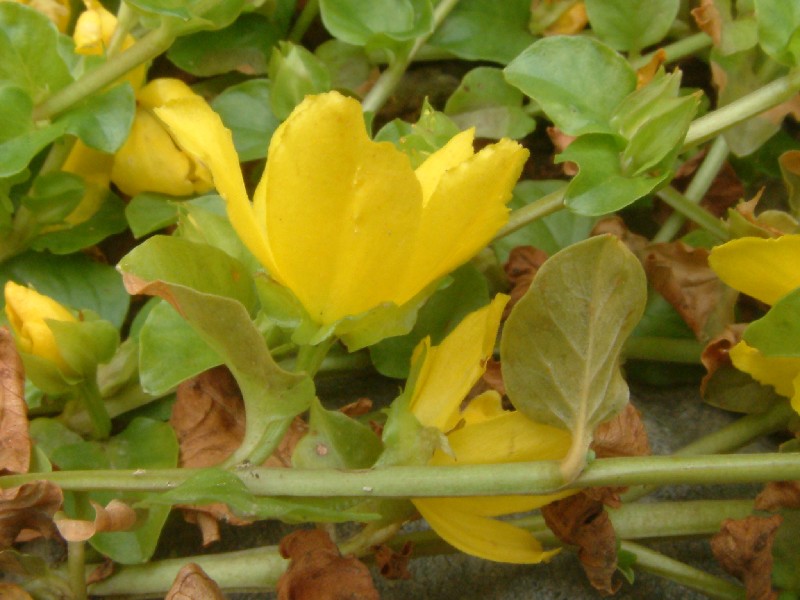 Lysimachia nummularia 3