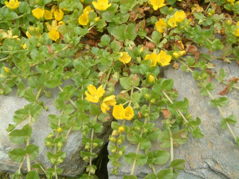 Lysimachia nummularia 1