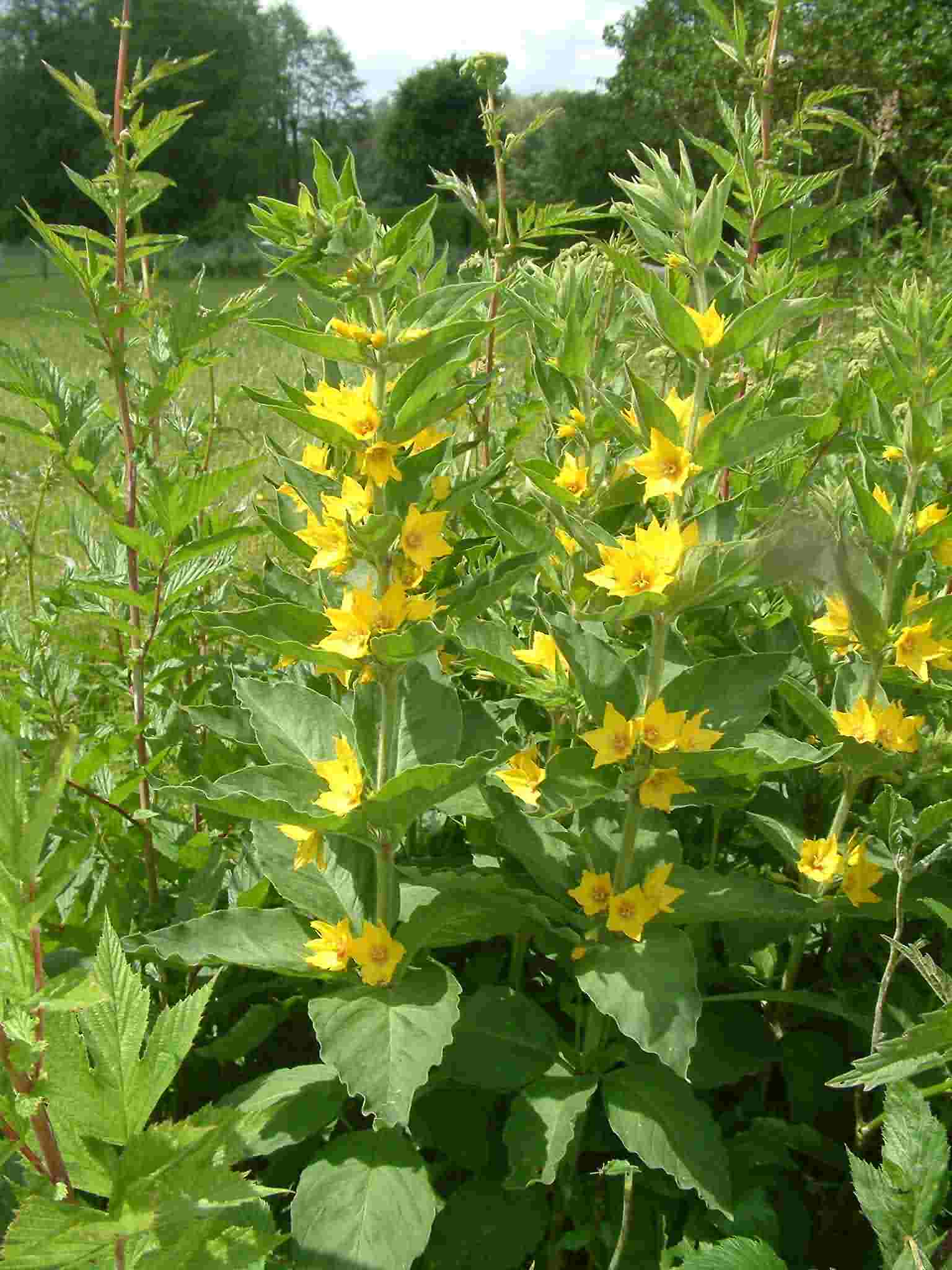 Lysimachia punctata 1