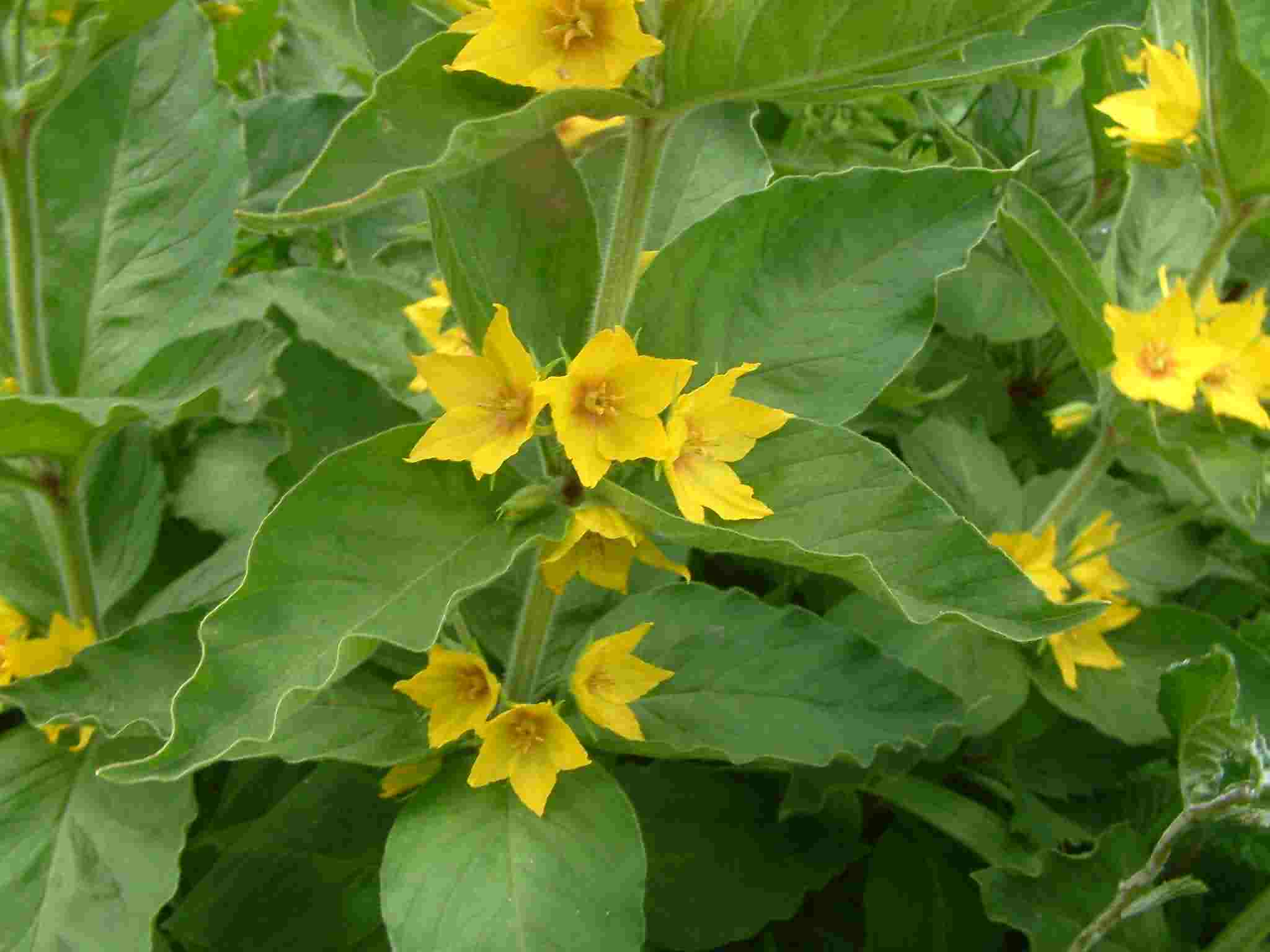 Lysimachia punctata 2