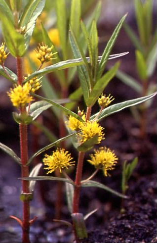 Lysimachia thyrsiflora 1