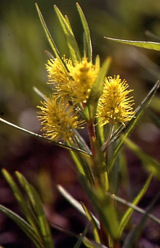 Lysimachia thyrsiflora 2