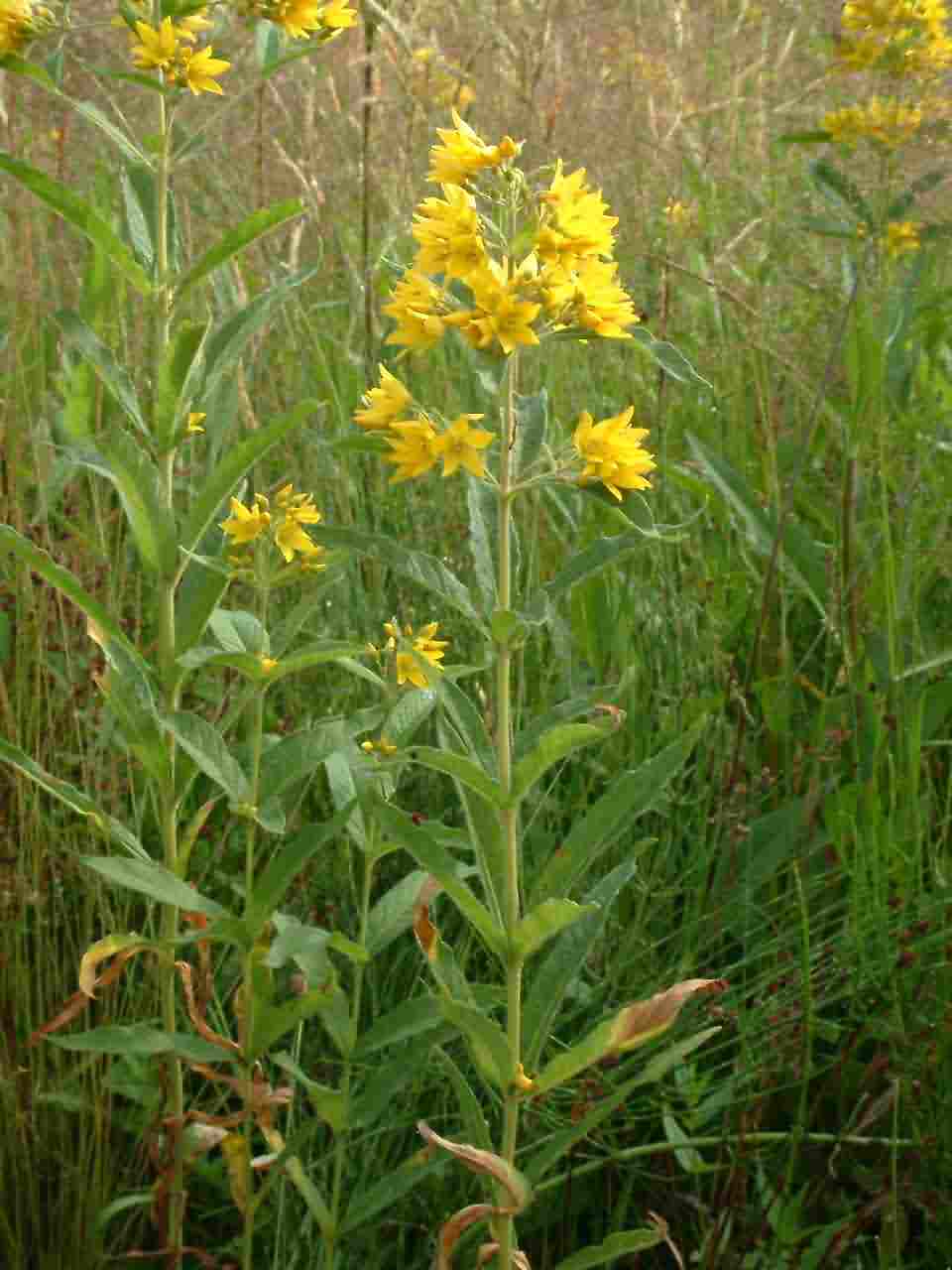 Lysimachia vulgaris 1