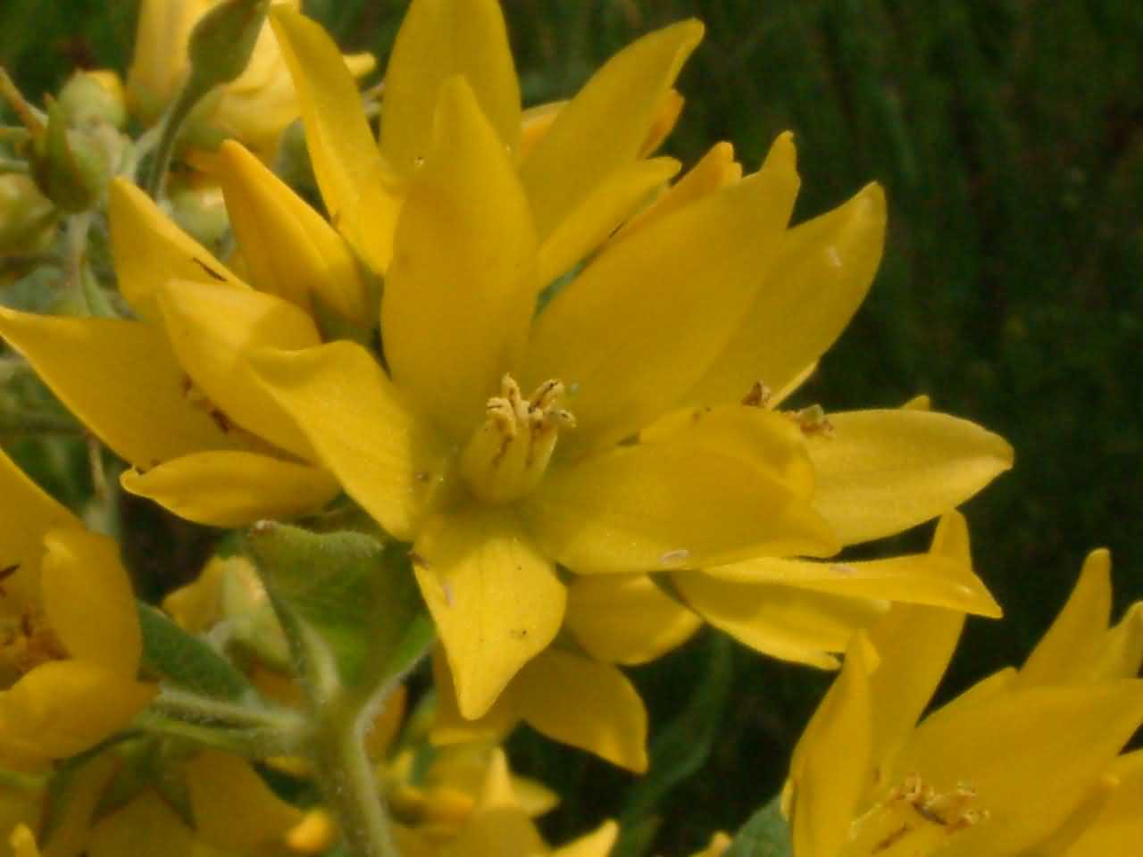 Lysimachia vulgaris 3