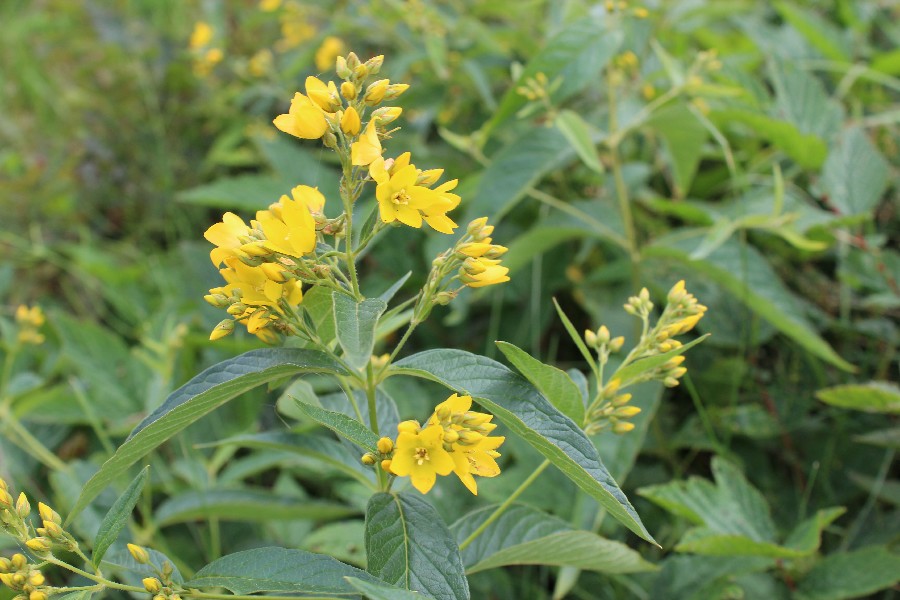 Lysimachia vulgaris 2