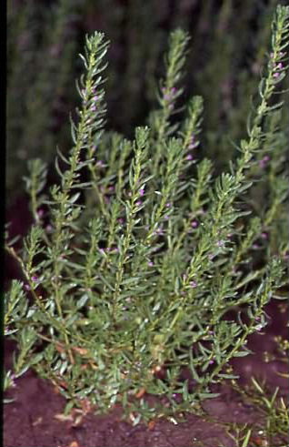 Lythrum hyssopifolia 1