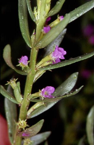 Lythrum hyssopifolia 2