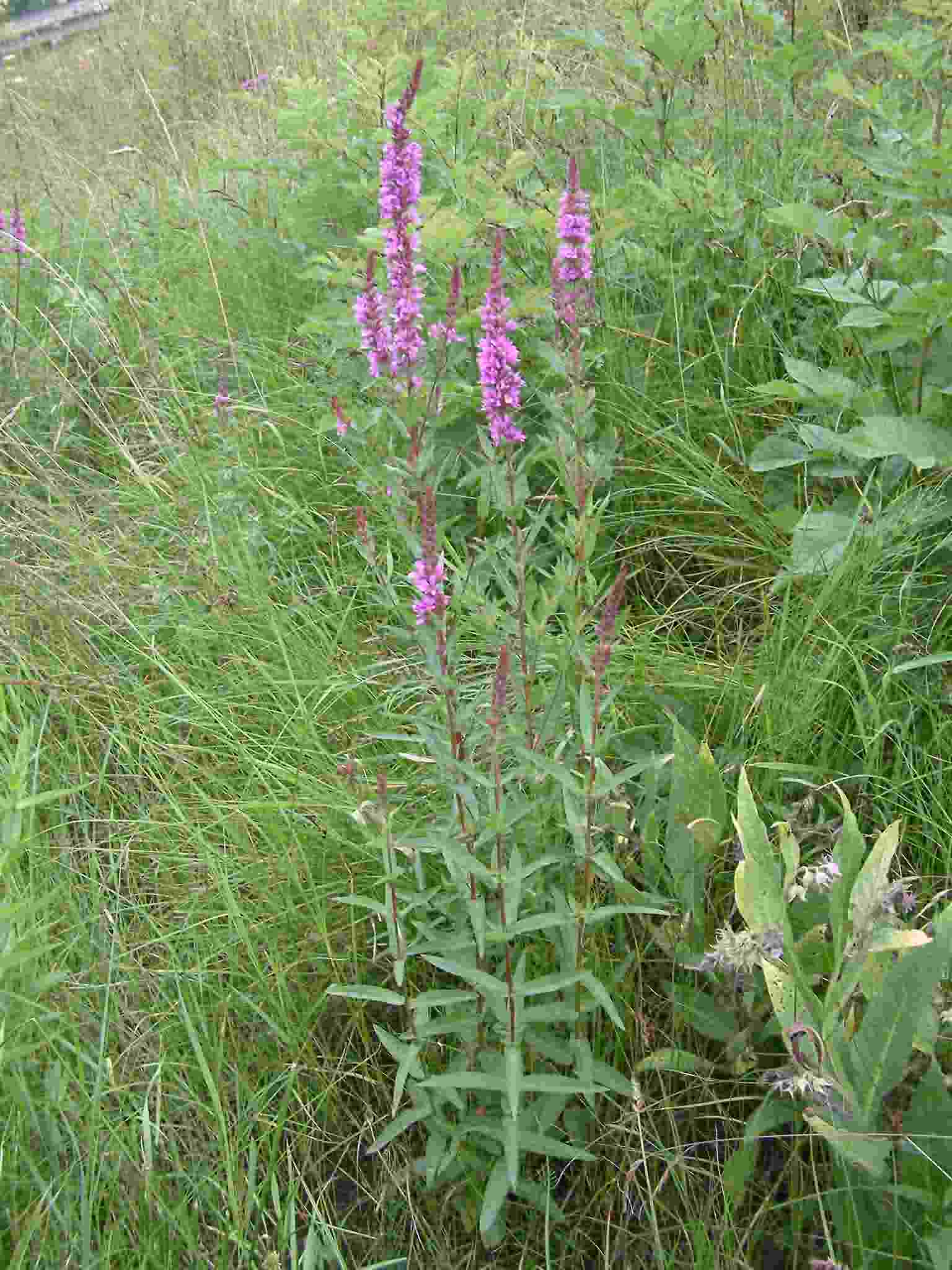 Lythrum salicaria 1