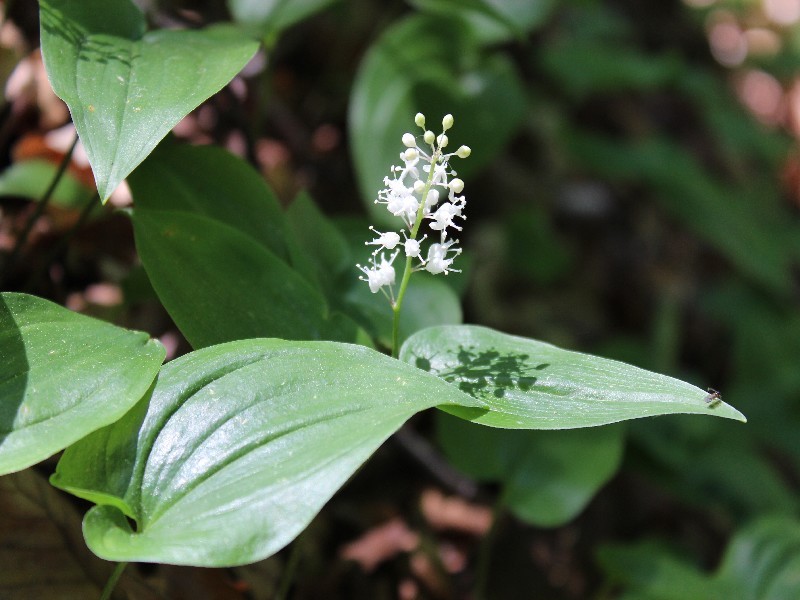 Maianthemum bifolium 2