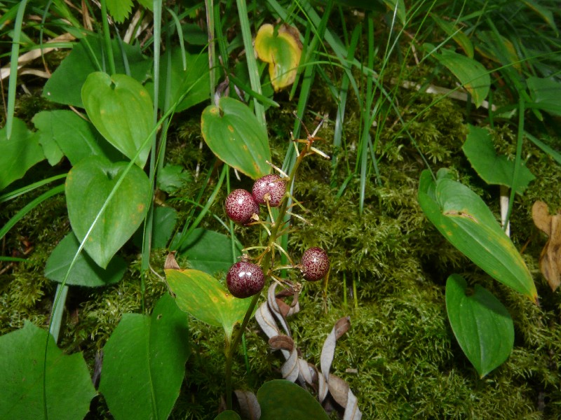 Maianthemum bifolium 3