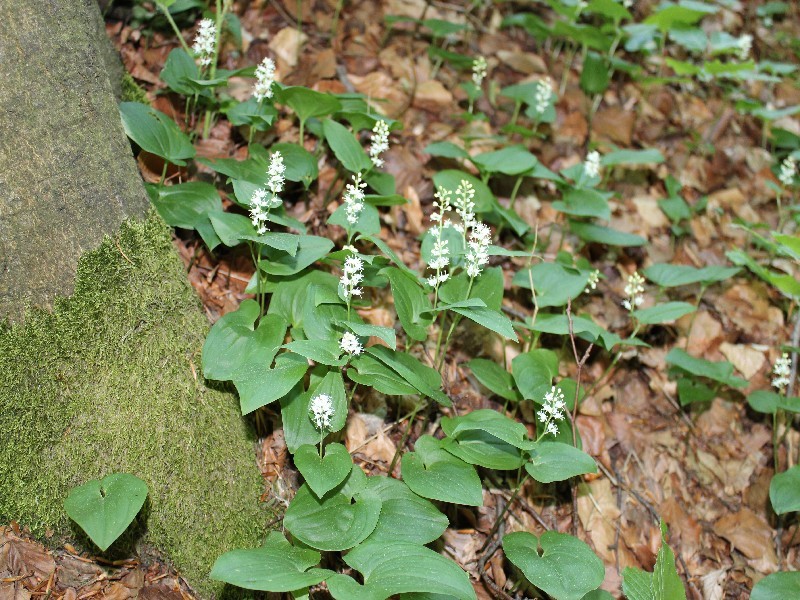 Maianthemum bifolium 1