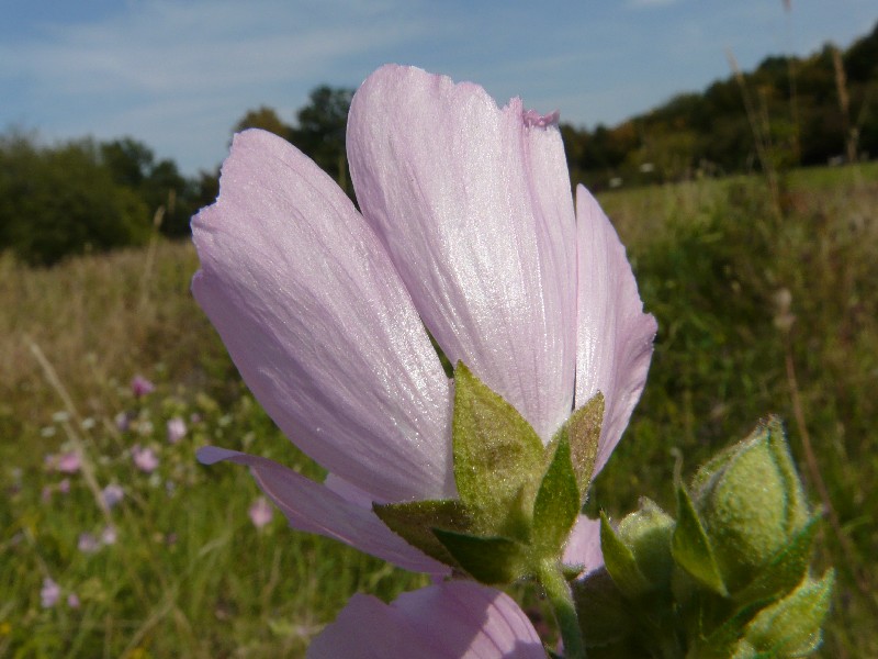 Malva alcea3