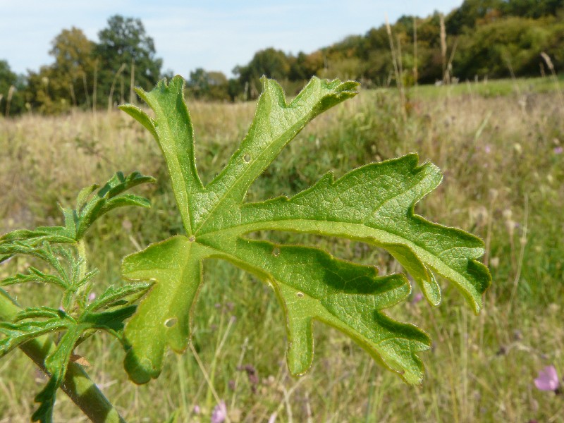 Malva alcea 5