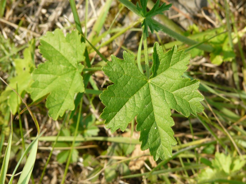 Malva alcea 6