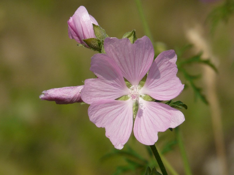 Malva alcea 2