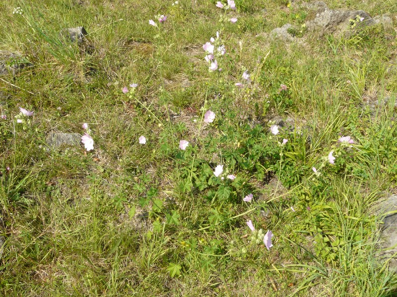 Malva alcea 1