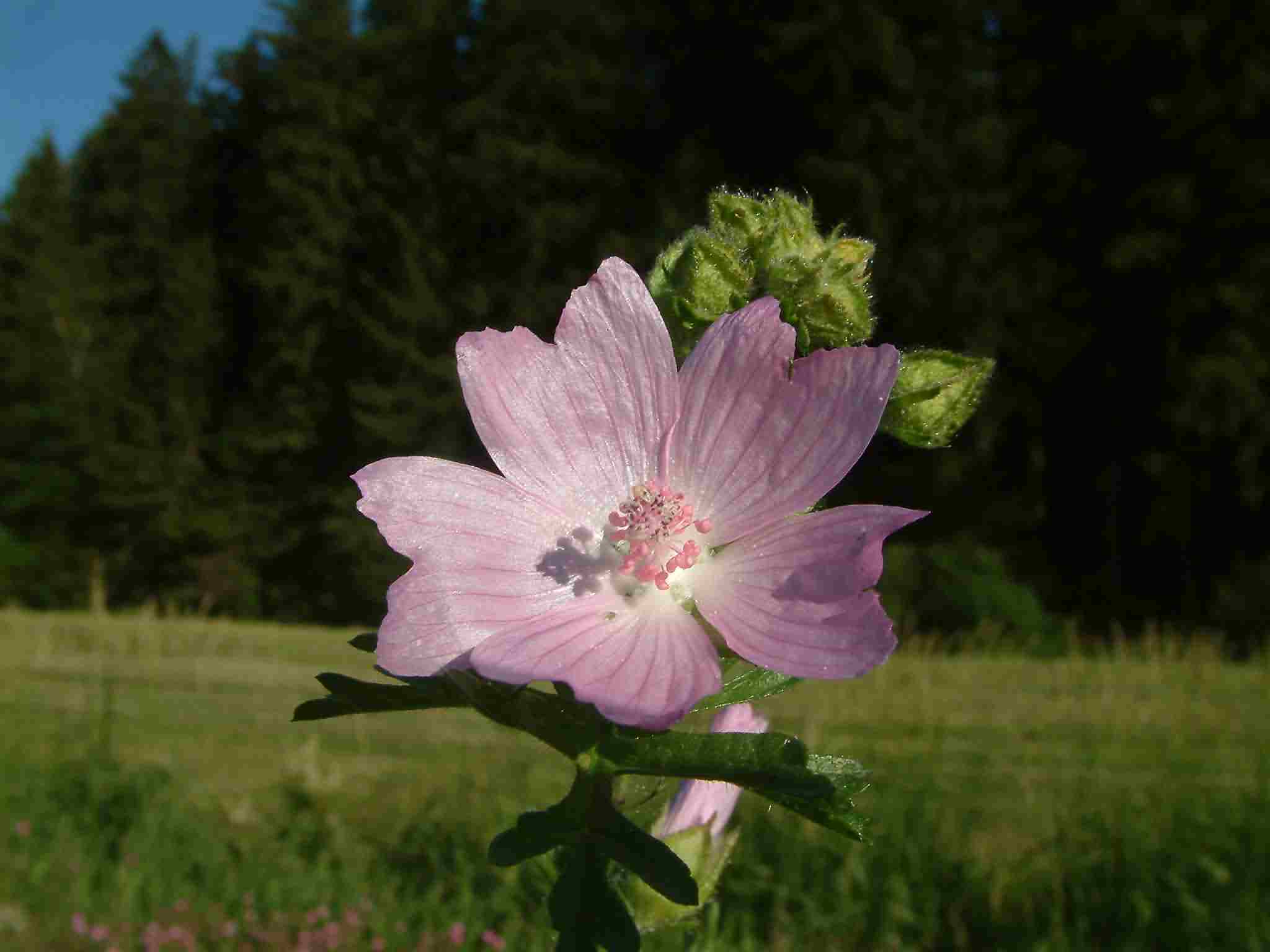 Malva moschata 2