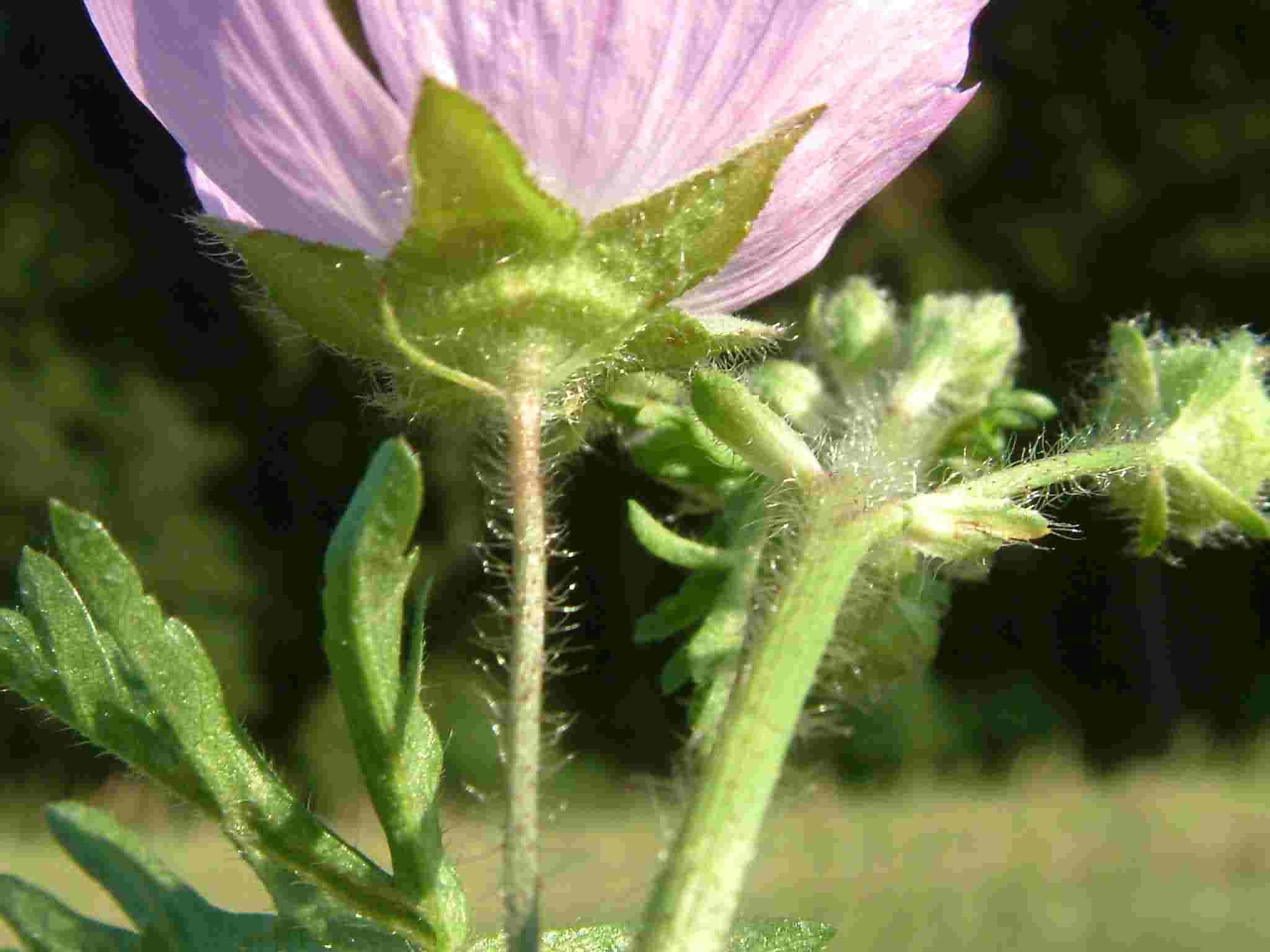 Malva moschata 3