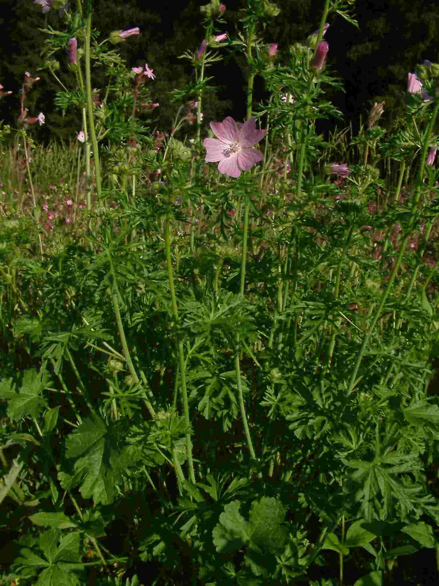 Malva moschata 1