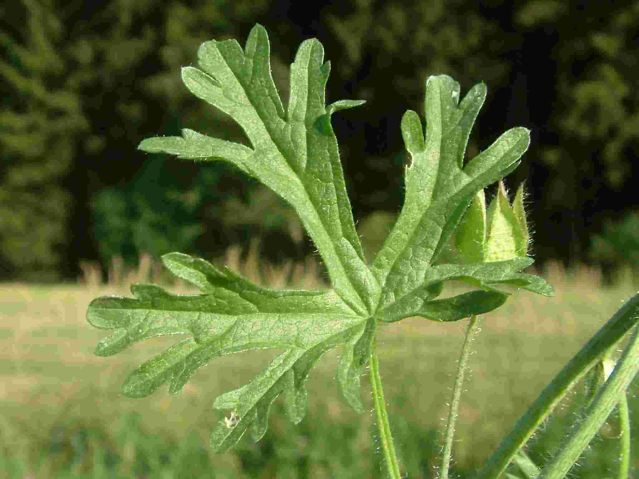 Malva moschata 4