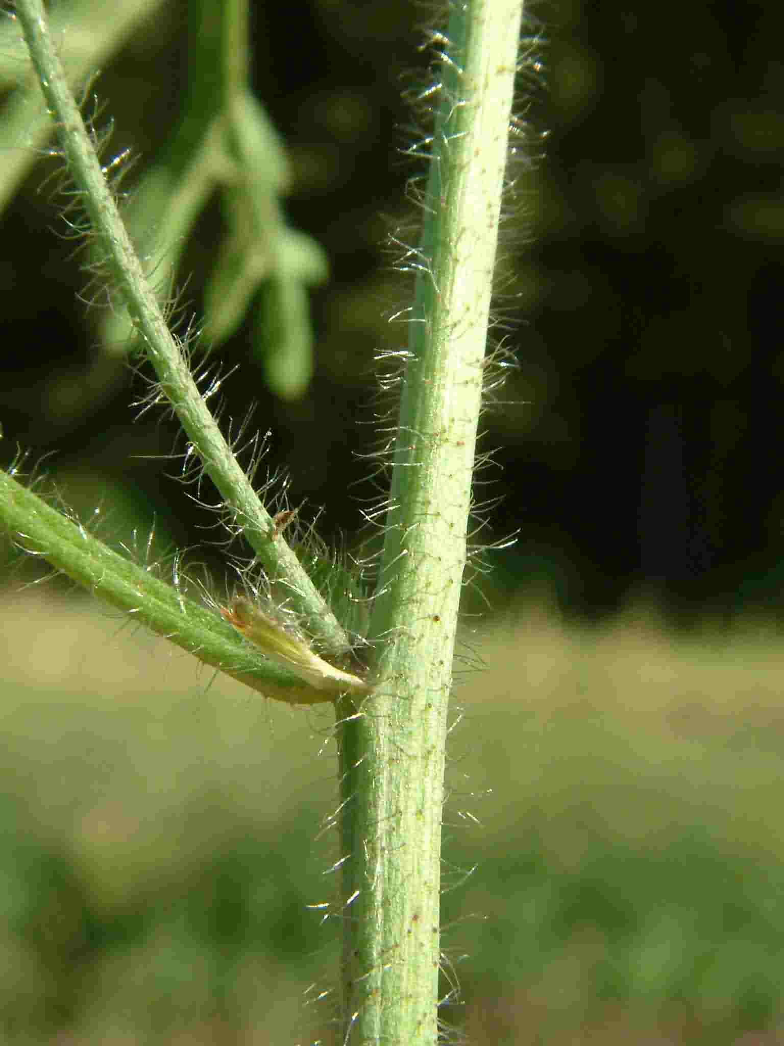 Malva moschata 5