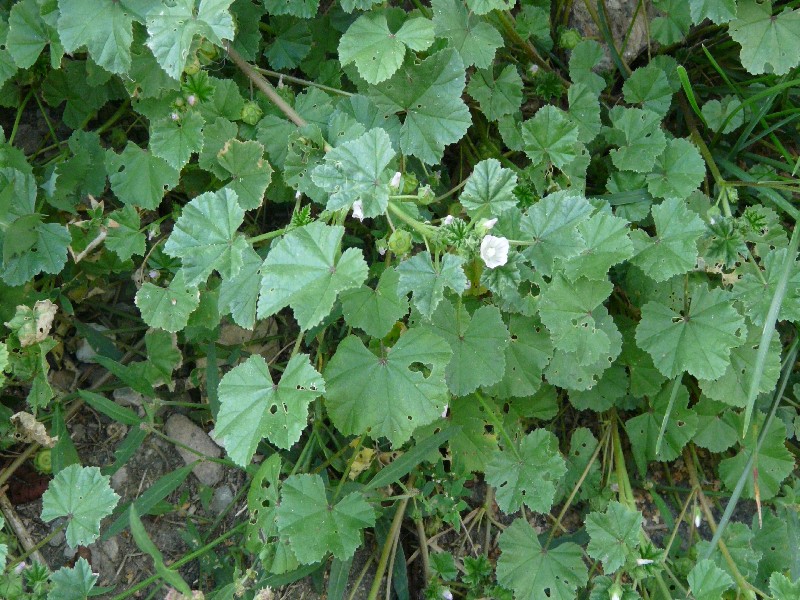 Malva neglecta 1