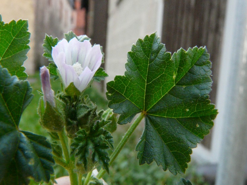 Malva neglecta 2