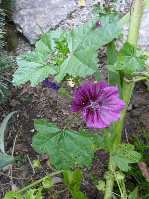 Malva sylvestris subsp. mauritiana 1