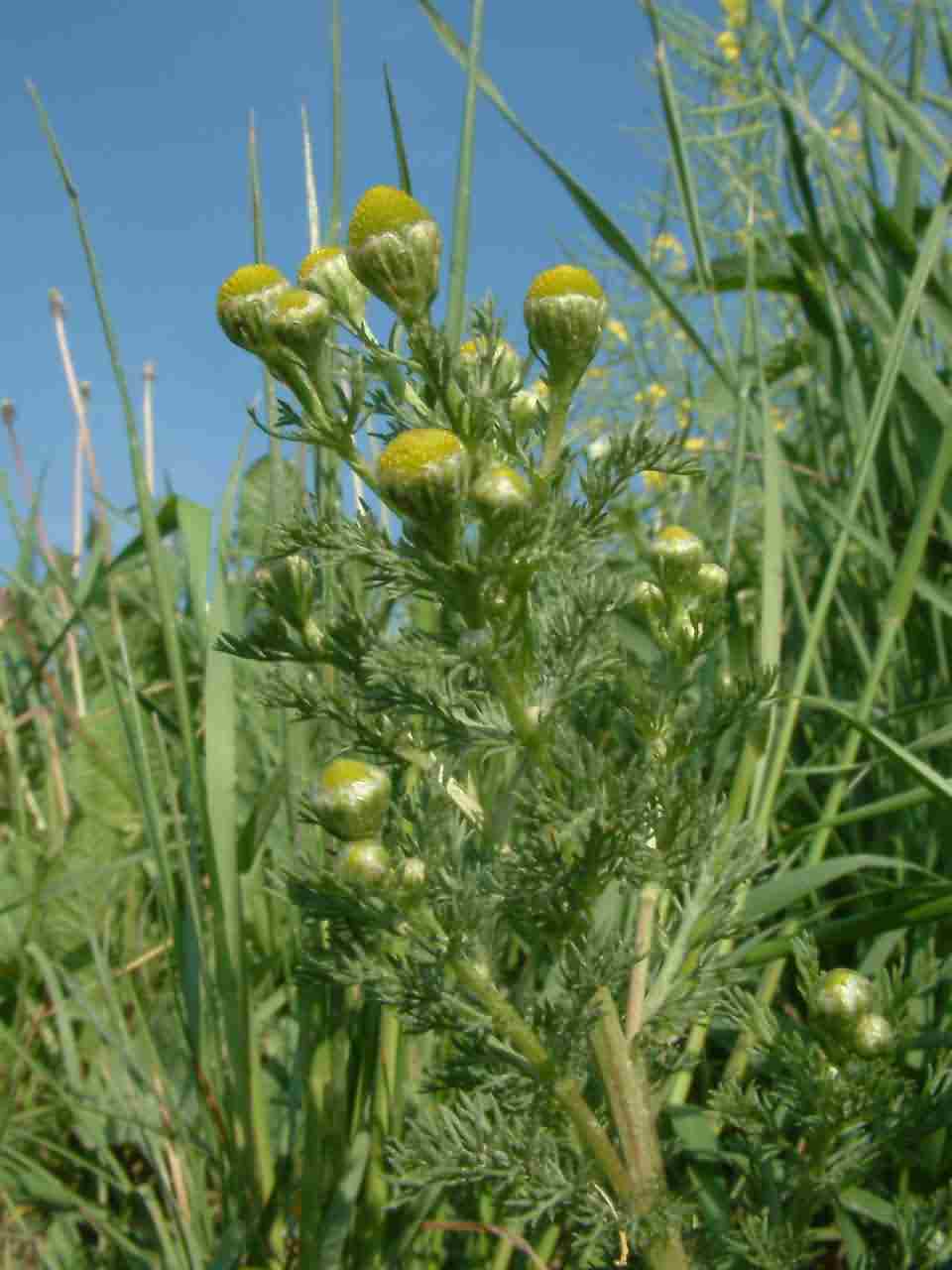 Matricaria discoidea 1